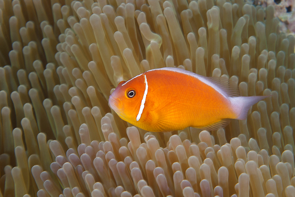 Pink anemonefish in its host anenome, Fiji.