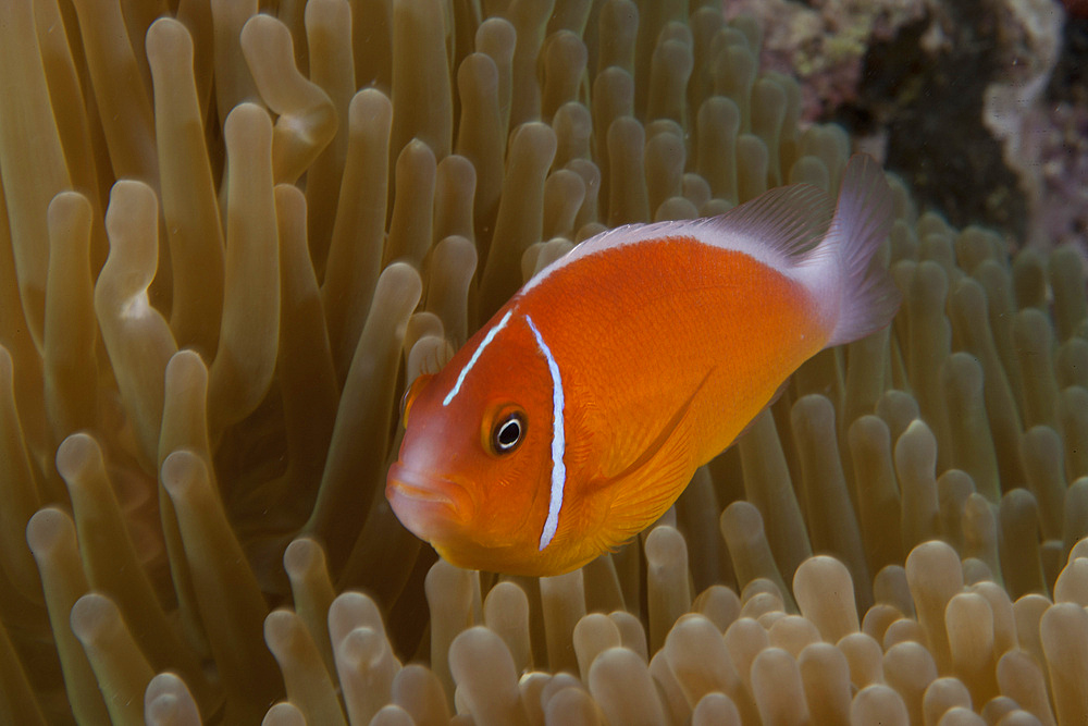 Pink anemonefish in its host anenome, Fiji.