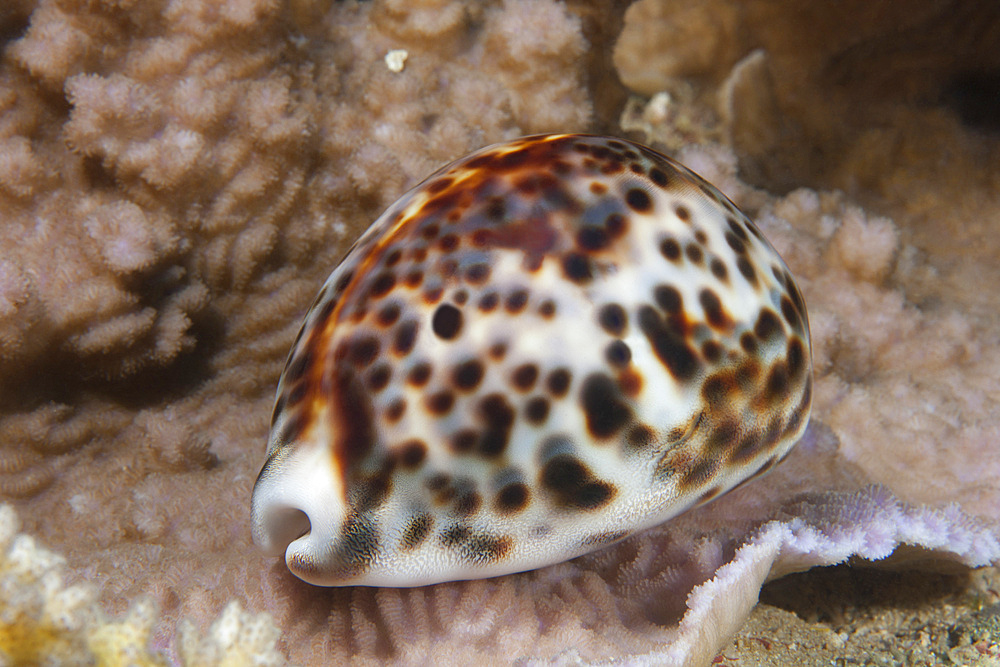 A large tiger cowrie (Cypraea tigrisis), Beqa Lagoon, Fiji.