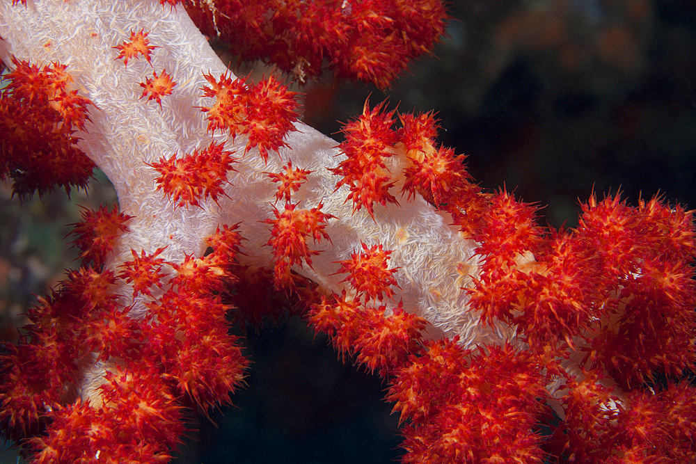 Red tree coral on a Fijian reef.