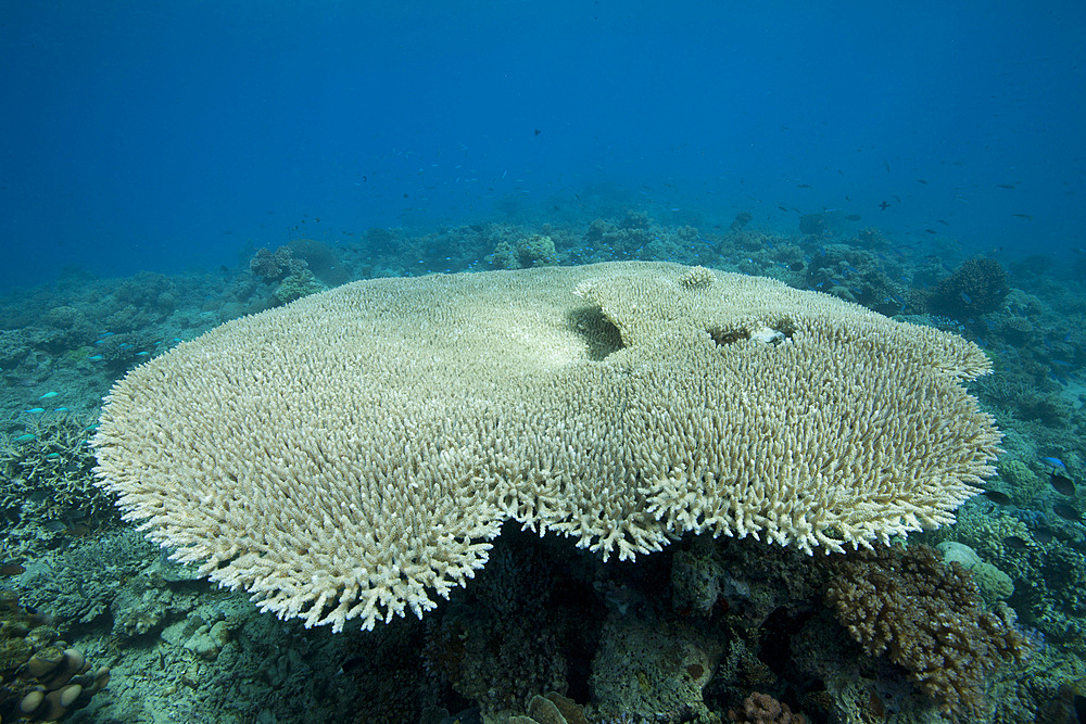 Plate coral (Acropora hyacinthus) Beqa Lagoon, Fiji.