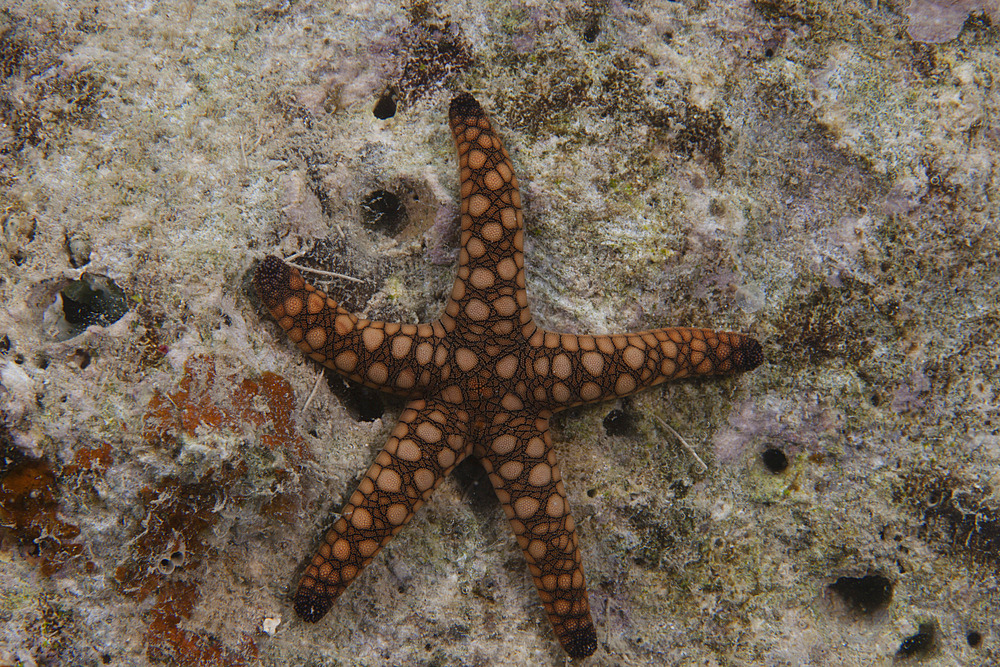 Close-up of a sea star, Beqa Lagoon Fiji.