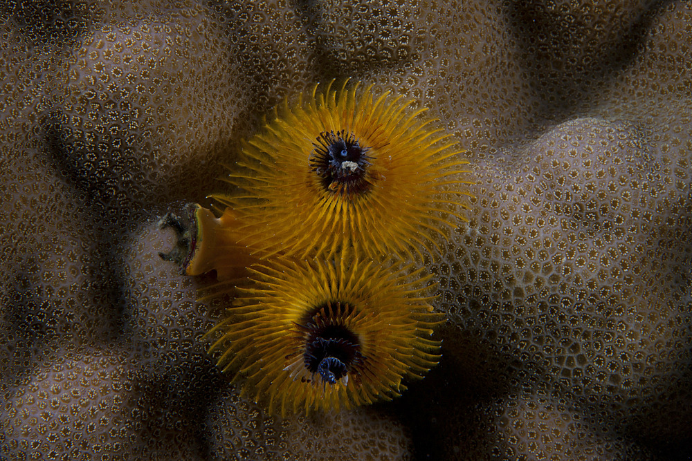 Yellow Christmas tree worm (Spirobranchus giganteus), Beqa Lagoon, Fiji.