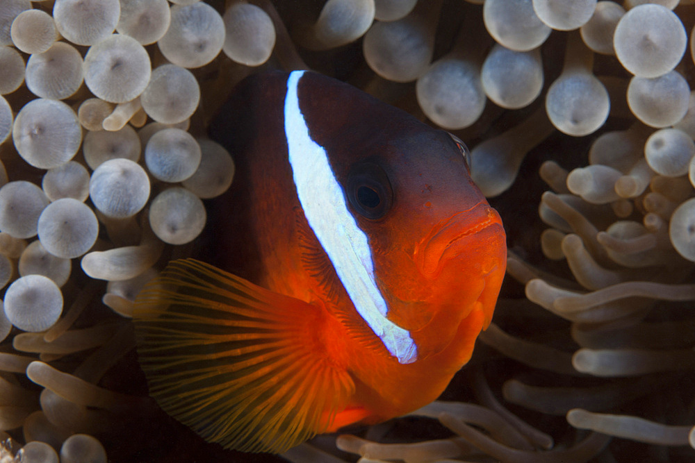 Tomato clownfish in its host anenome, Fiji.