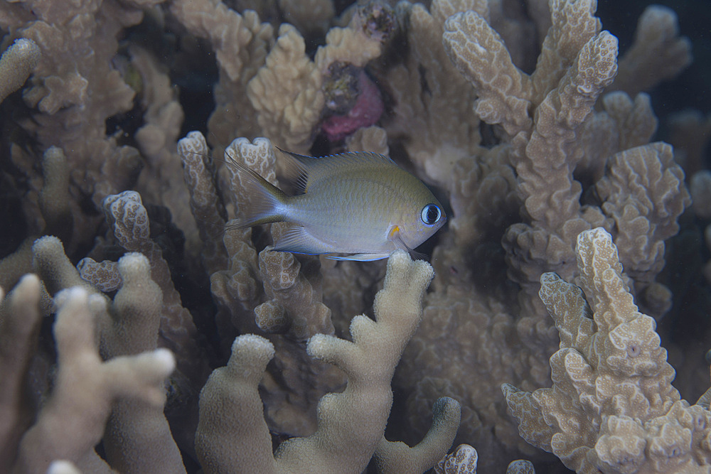 A small Ambon chromis (Chromis amboinensis) swimming amongst coral in Beqa Lagoon, Fiji.