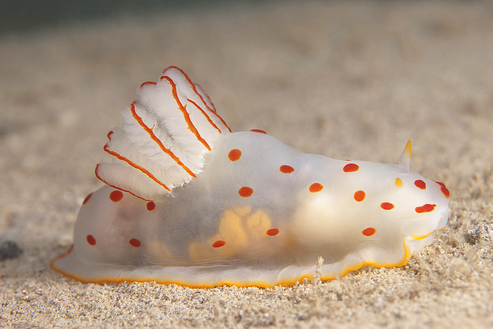 Gymnodoris ceylonica nudibranch, Beqa Lagoon, Fiji.