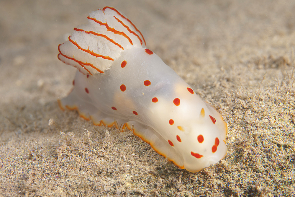 Gymnodoris ceylonica nudibranch, Beqa Lagoon, Fiji.