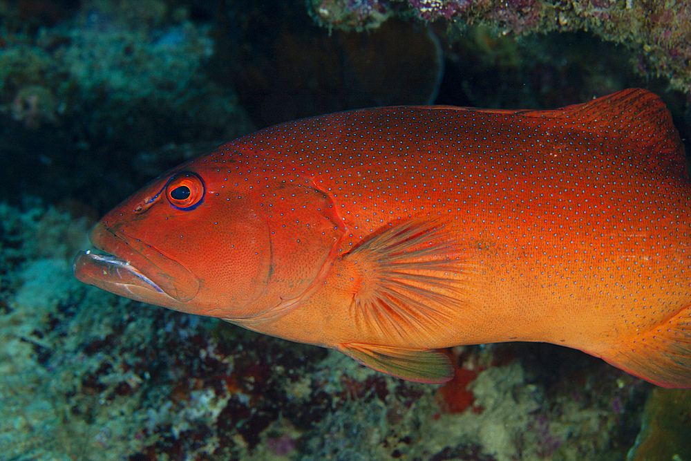Spotted grouper, Beqa Lagoon, Fiji.