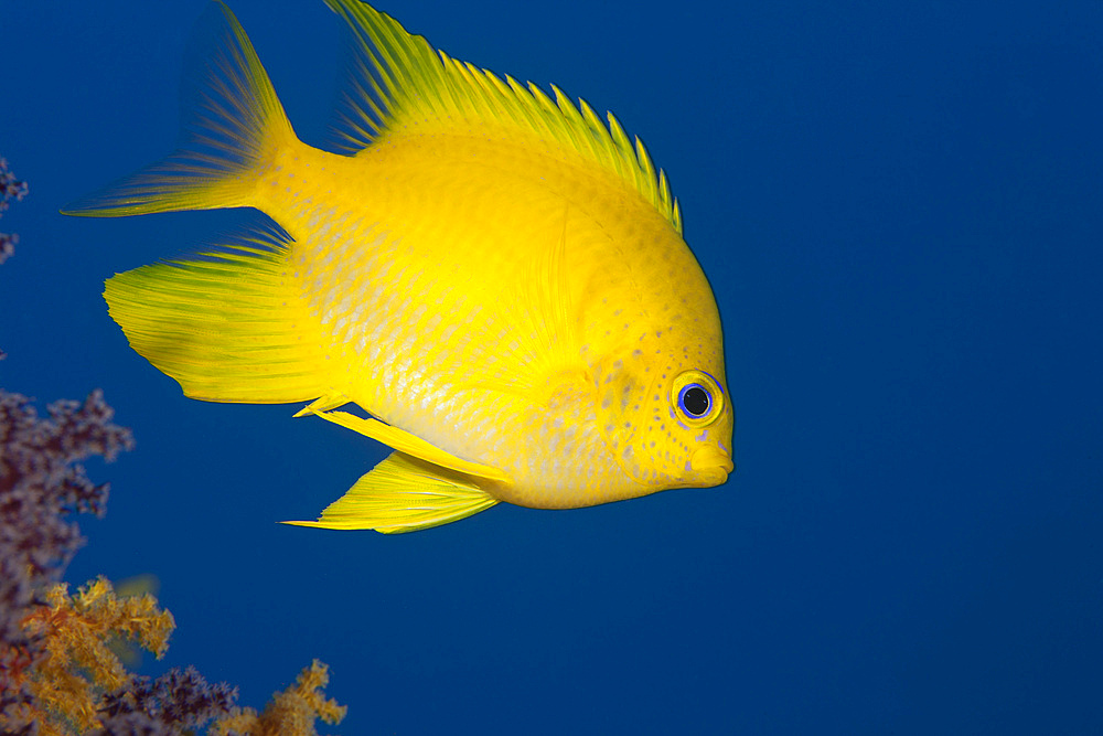 Golden damselfish, side view, Fiji.