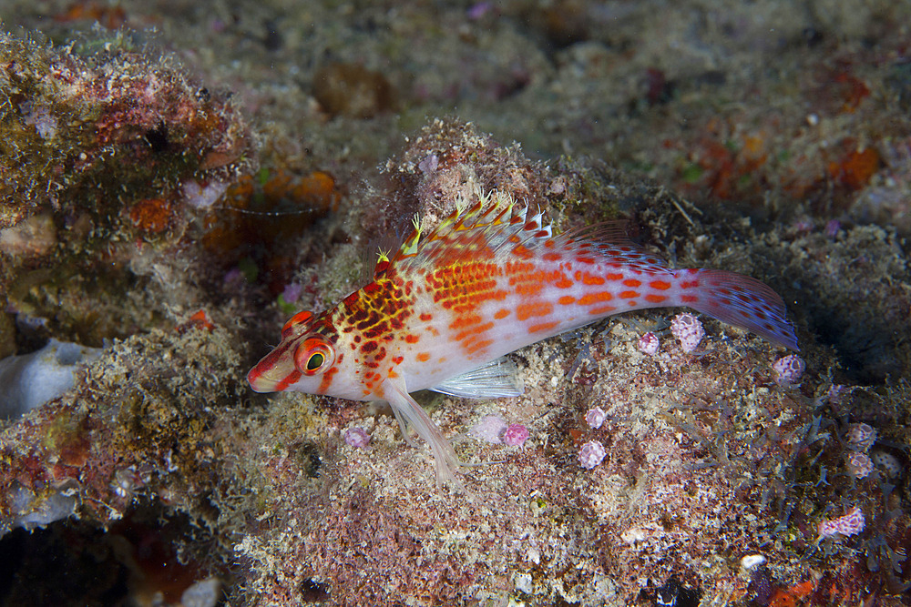 Dwarf hawkfish, Fiji.