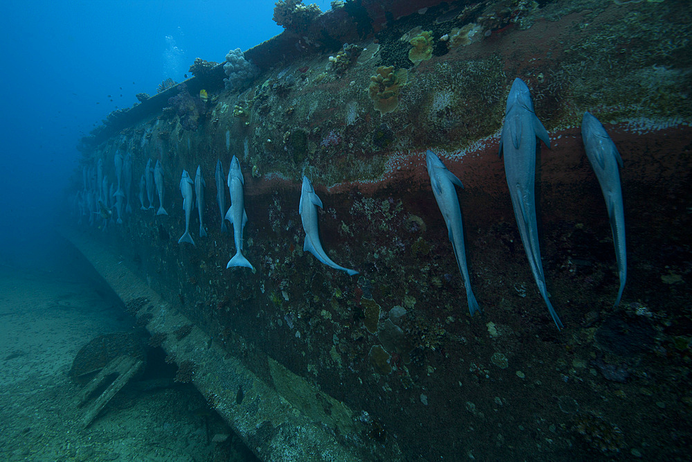 Remora's suck the the hull of a shipwreck, Beqa Lagoon, Fiji.