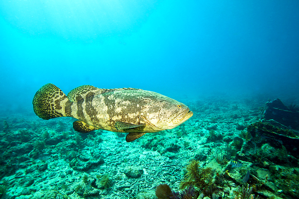 A large Goliath Grouper, Epinephelus itajara, effortlessly floats by and over the City of Washington shipwreck in about 60 feet of water off the coast of Key Largo, Florida.