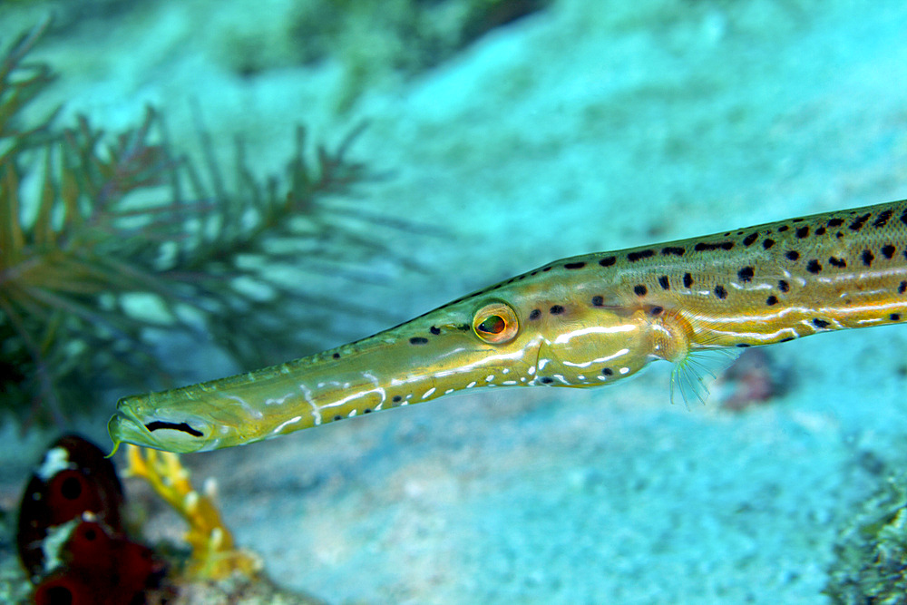 Trumpetfish (Aulostomus maculatus) close-up of head, Atlantic Ocean, Key Largo, Florida.