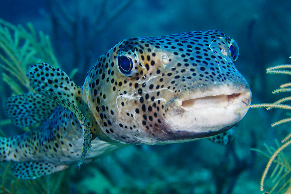 A large spotted pufferfish swims in for a closer look at the photogrpher's camera off the coast of Key Largo, Florida.