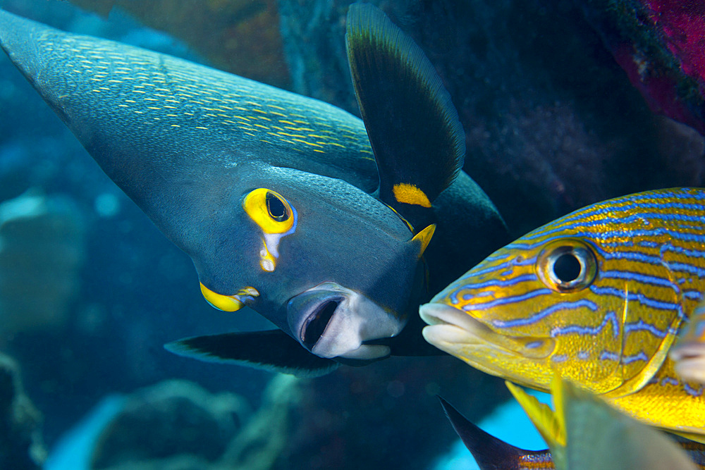 A French Angelfish (Pomacanthus paru) swims up close to a Blue Striped Grunt (Haemulon sciurus) under a coral reef ledge in the Atlantic Ocean off the coast of Key Largo, Florida.