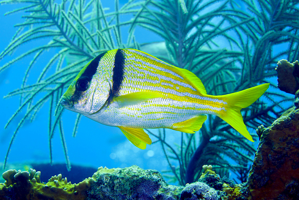A Porkfish (Anisotremus virginicus) swims by sea plumes out from under a coral reef ledge in the Atlantic Ocean off the coast of Key Largo, Florida.