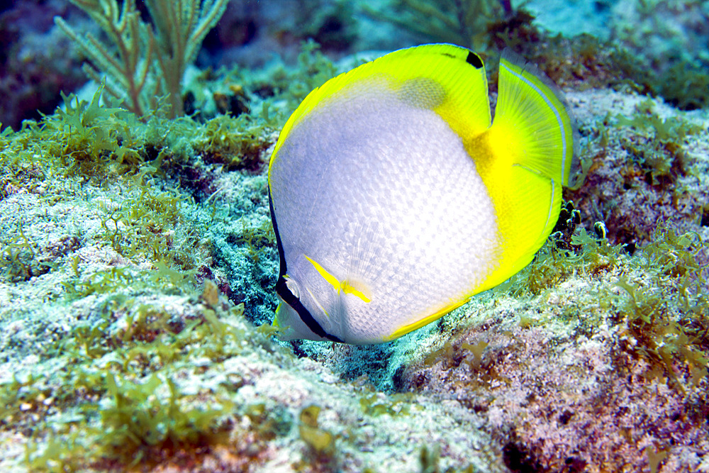 A Spotfin Butterflyfish (Chaetodon ocellatus) feeding off the coral reef in the Atlantic Ocean off the coast of Key Largo, Florida.