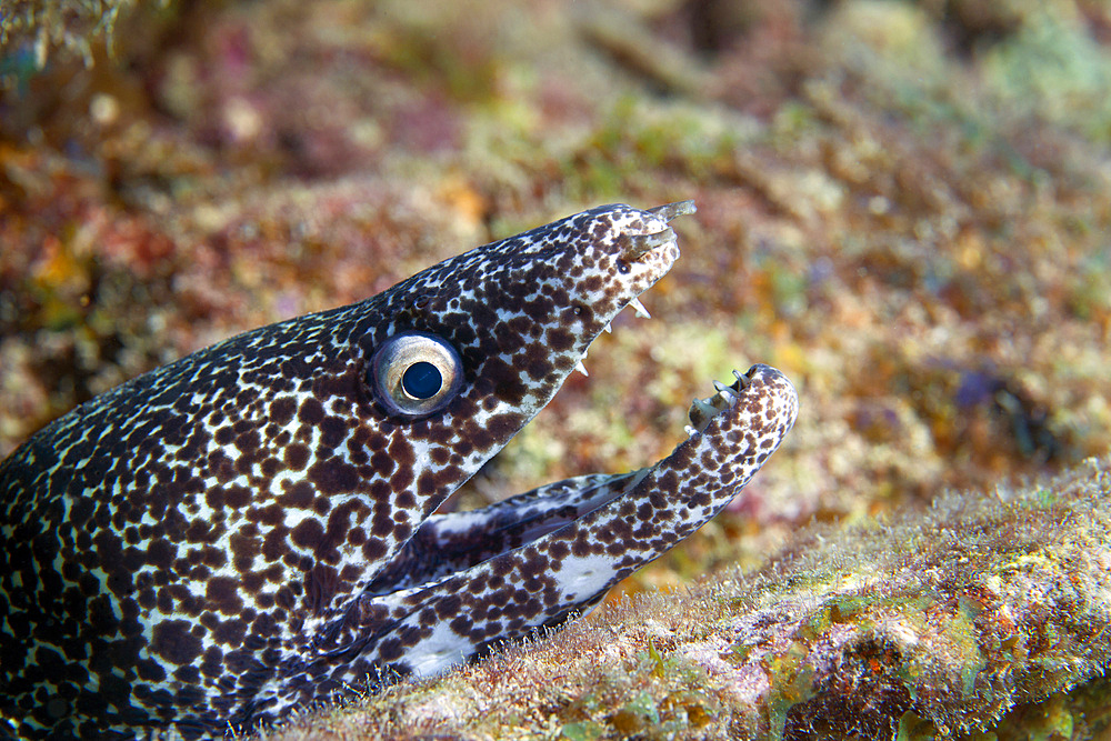 A Spotted Moray Eel (Gymnothorax moringa) displays an open mouth as it protrudes it's head just outside a hole in a coral reef in the Atlantic Ocean off the coast of Key Largo, Florida.
