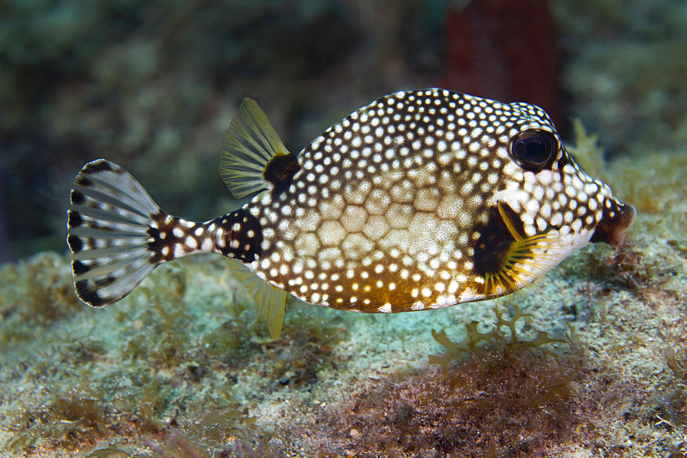 A Spotted Trunkfish (Lactophrys bilcaudalis) swims over an algae covered coral reef in the Atlantic Ocean off the coast of Key Largo, Florida.