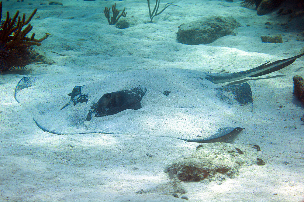 A large Southern Stingray (Dasyatis americana), lays motionless covered in sand but ready to fly away with wing tips slightly elevated above the sand, alongside a coral reef in the Atlantic Ocean off the coast of Key Largo, Florida.
