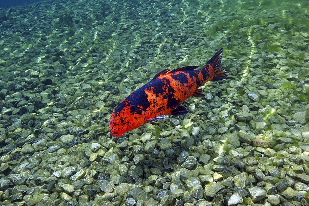 A Hi Utsuri koi fish swims over the rocky bottom of the clear freshwater of Vortex Spring shoreline in Ponce De Leon, Florida.