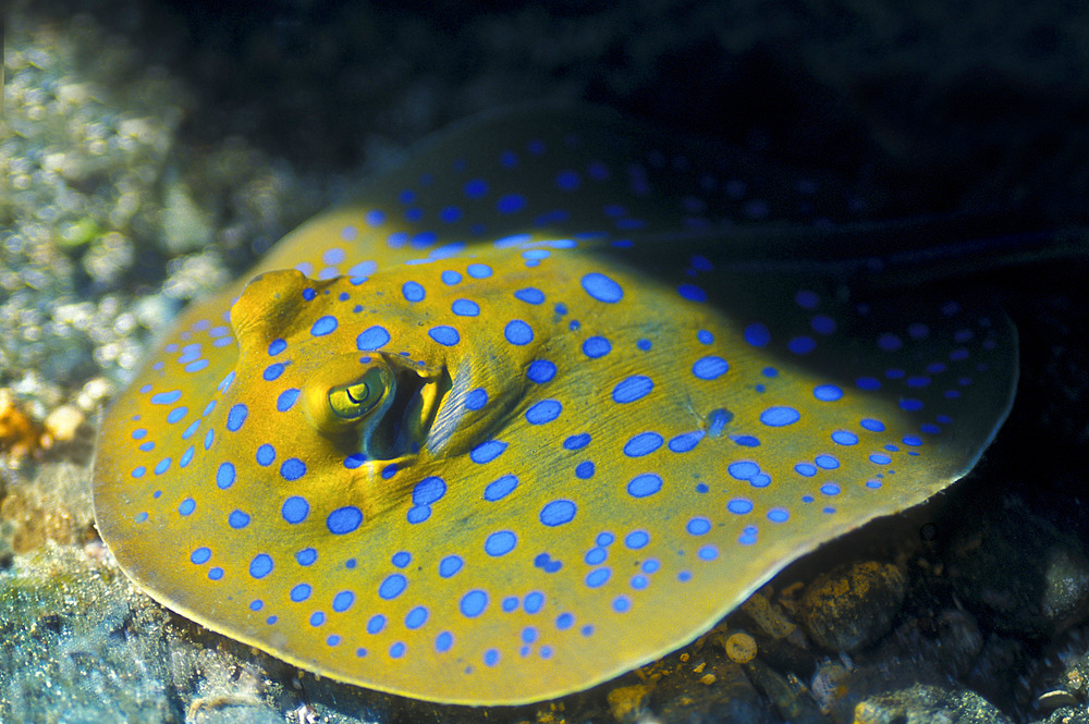 A Blue Spotted Lagoon Fantail Ray (Taeniura lymma) peeking out from under a coral reef ledge, Papua New Guinea.