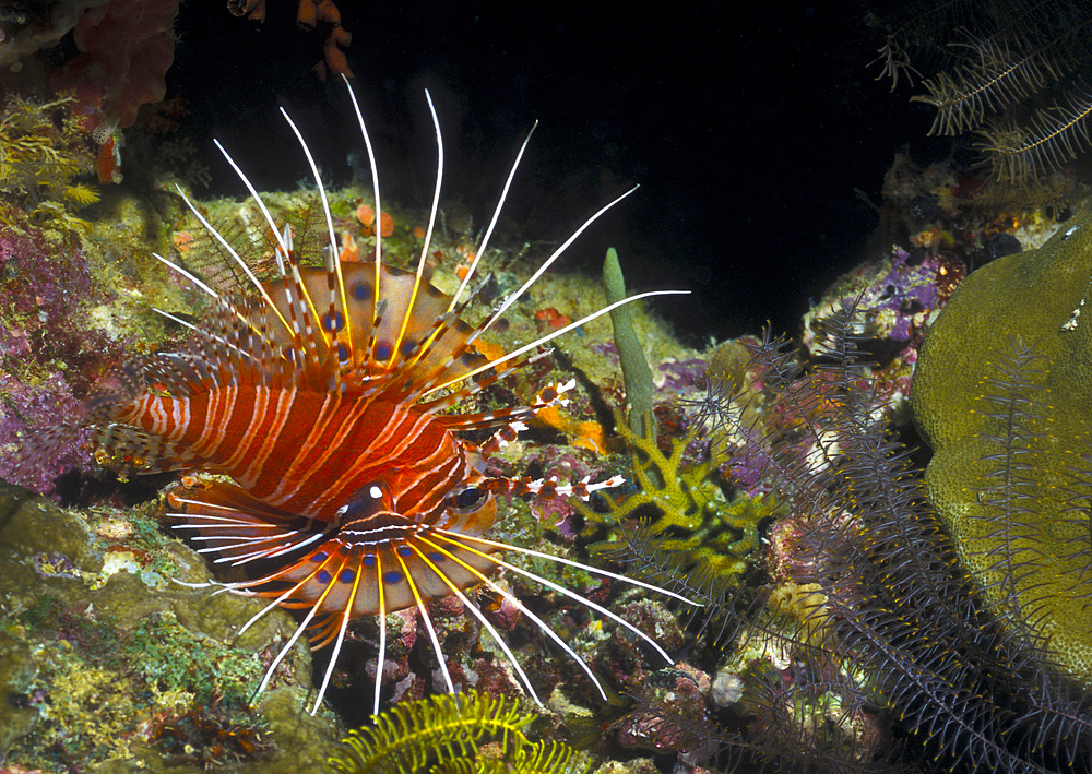 A Spotfin Lionfish flares it's dorsel spines and fins to display threat while laying on a colorful reef at night in the warm clear waters of Papua New Guinea. Lionfish float fearlessly around the reef as they are also one of the most venomous residents there.
