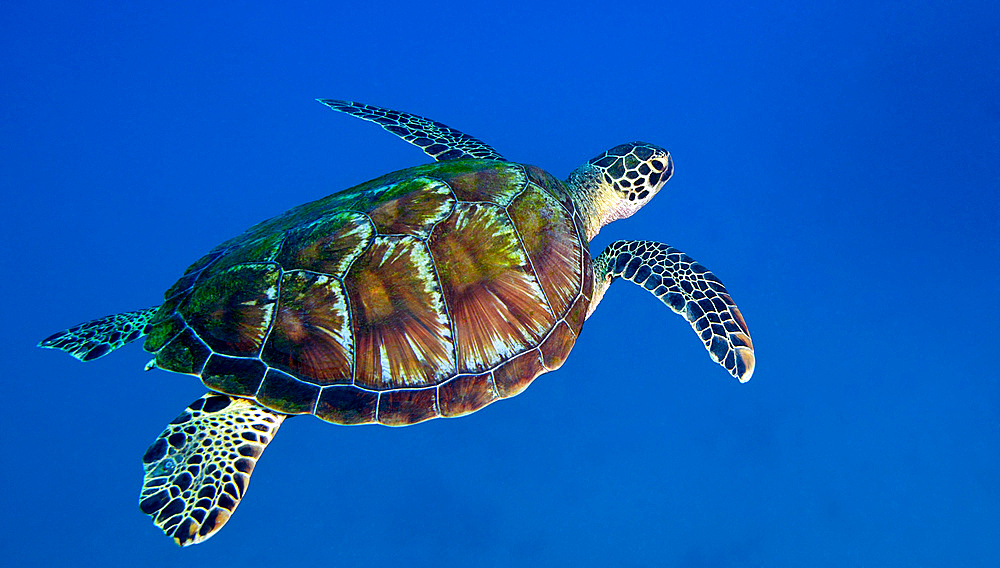 A Black Sea Turtle (Chelonia mydas agassizi) swims in the clear South Pacific ocean off the coast of Tavarua Island, Fiji in March 2012.