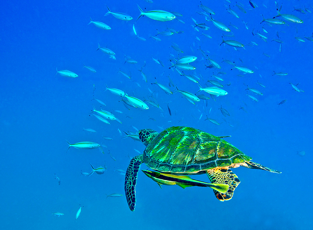 A Black Sea Turtle (Chelonia mydas agassizi) with a remora trying to attach, swims through a school of fish in the clear South Pacific ocean near Tavarua Island off the coast of Liti Levu, Fiji.