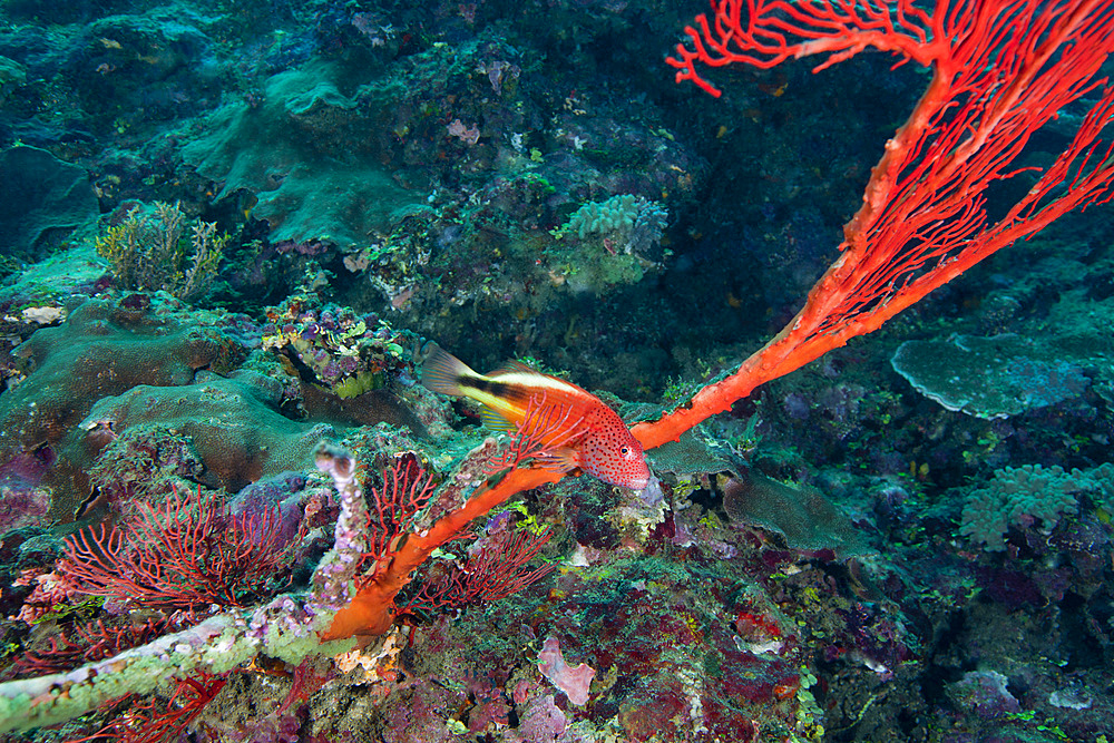A Blackside Hawkfish (Paracirrhites forsteri) swims over the red tentacles of a sea fan in the warm clear waters off the coast of Likuri Island, Fiji.