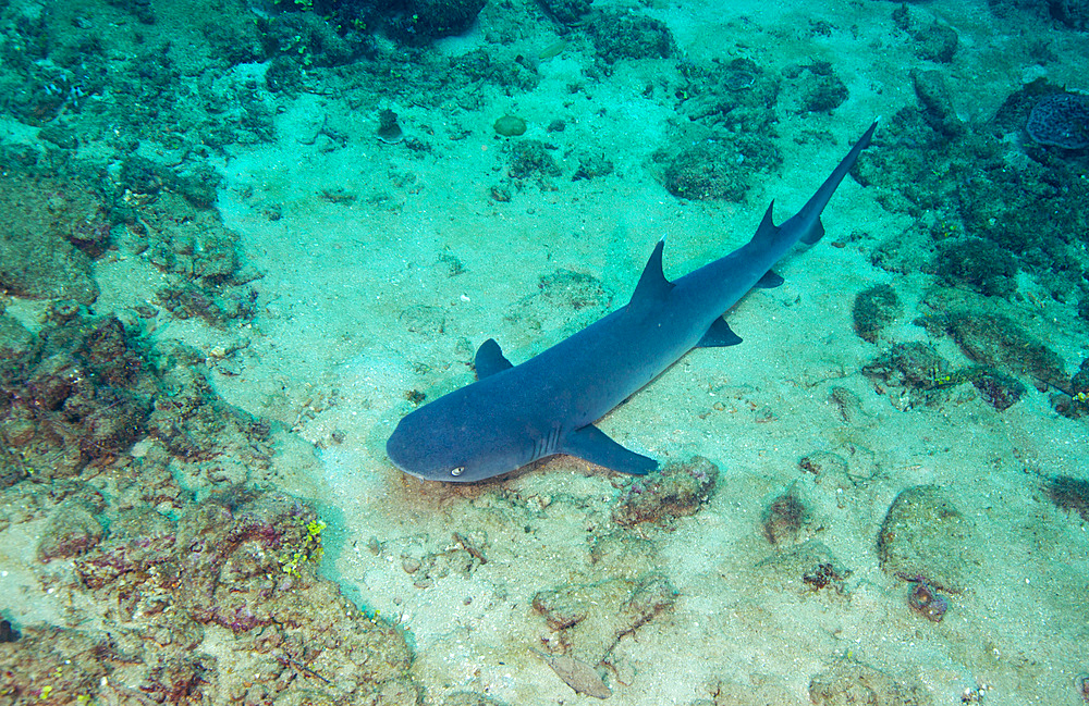 A Whitetip Reef Shark laying on the bottom in the sand and looking up at the above approaching photographer in the clear South Pacific ocean off Likuri Island, Fiji.