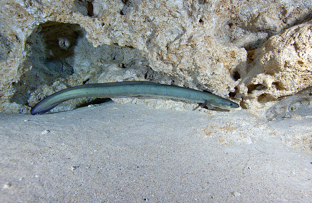 An adult American Eel (Anguilla rostrata) prowls along the edge of the Morrison Springs cavern at 85 feet deep watching over the adolescent eels in the clear freshwaters of the state park near Red Bay, Florida.