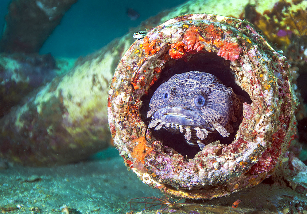 A toadfish patiently waits inside a pipe cavity ready to prey on any fish passing by. A Toadfish is an ambush predator at 95 feet deep in Gulf waters at the Dupont Span One artificial reef about 12 miles off the coast of Panama City Beach, Florida.