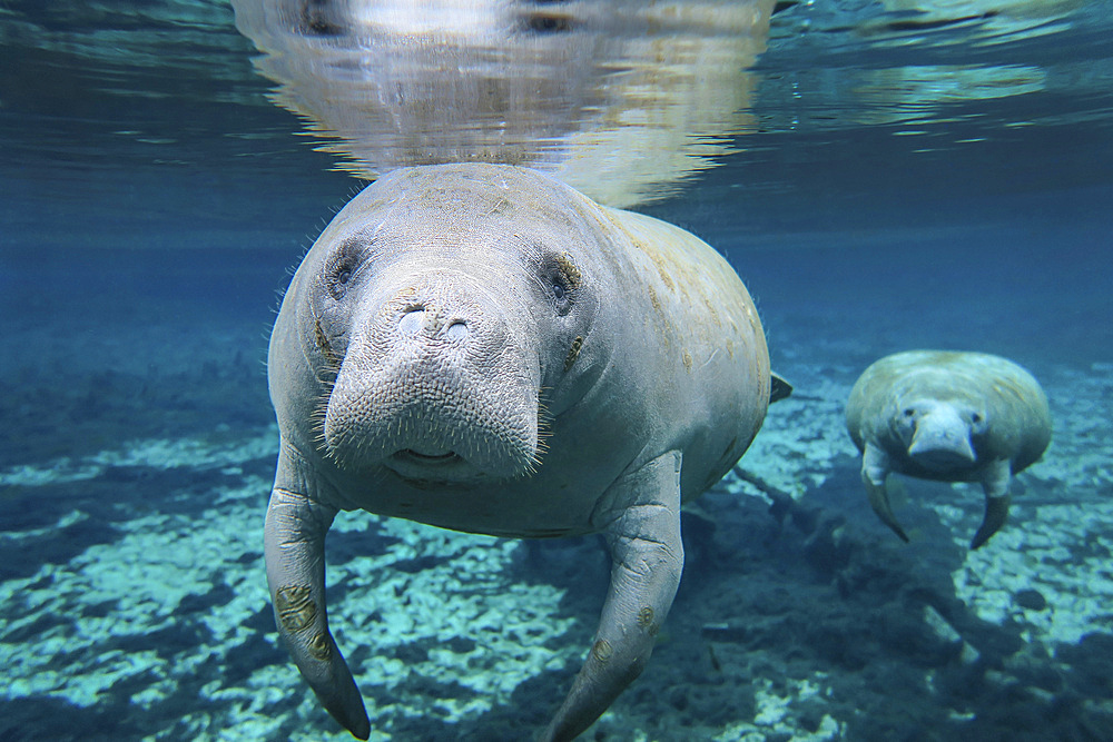A pair of manatees swimming in formation with the lead manatee in the crystal clear freshwater of the Fanning Springs inlet to the Suwannee River, Florida.