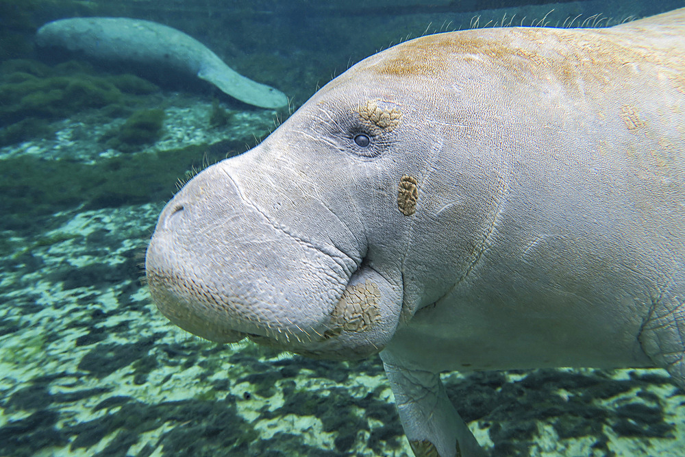 A close-up head profile of a manatee swimming in Fanning Springs State Park, Florida.