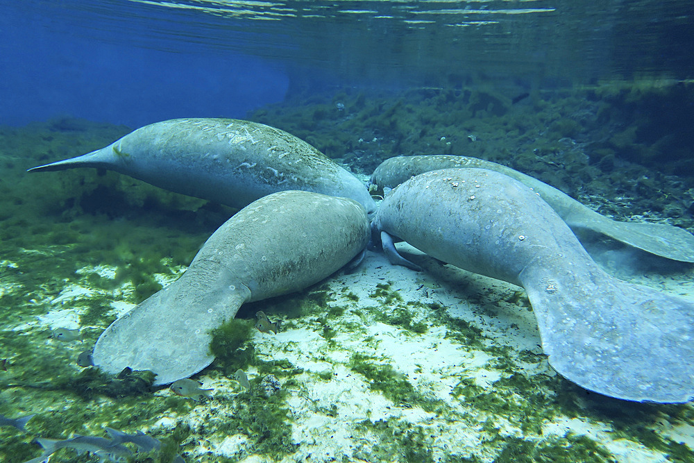Four manatees congregate to feed on algae at Fanning Springs State Park, Florida.