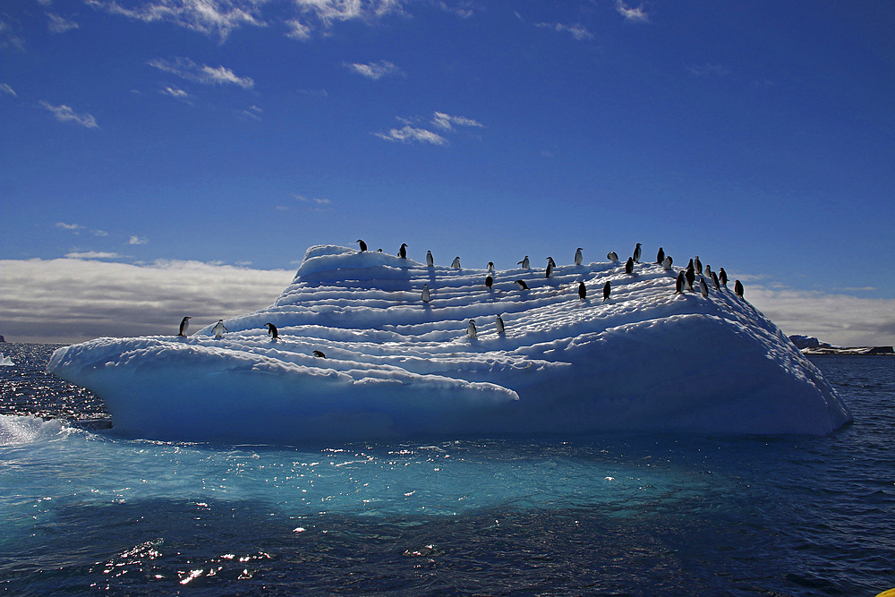 Chinstrap penguins on an iceberg near Aitcho Islands, Antarctic Peninsula.