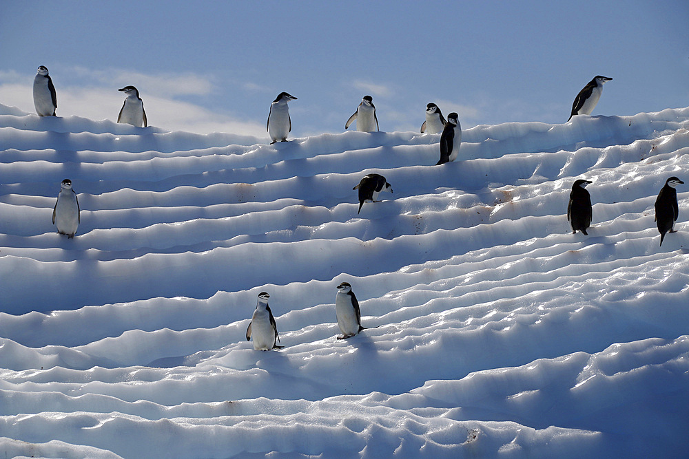 Chinstrap penguins on an iceberg near Aitcho Islands, Antarctic Peninsula.