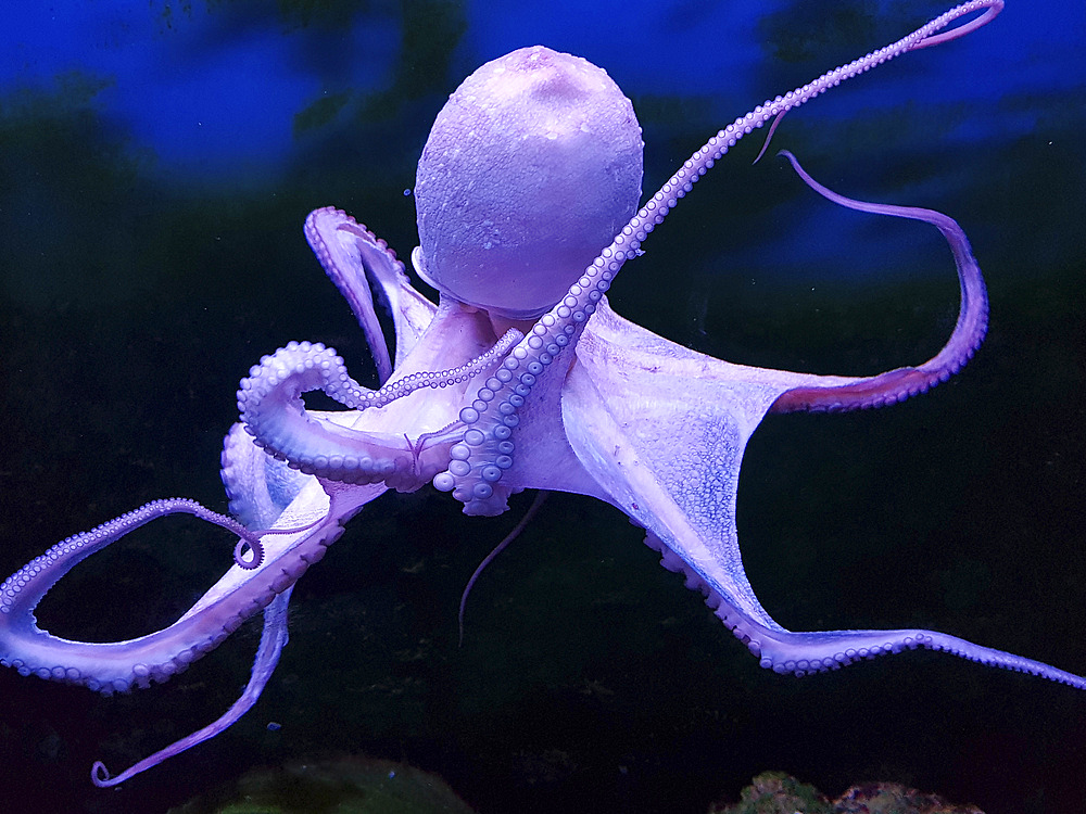 Octopus, Red Sea.