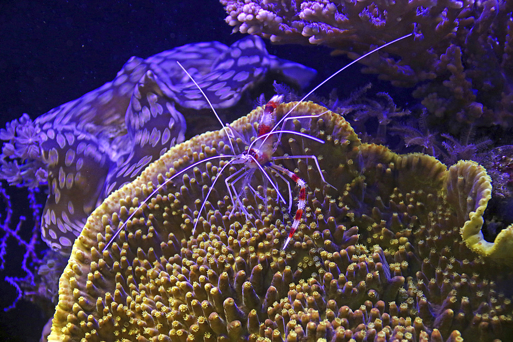 Krill in the Red Sea.