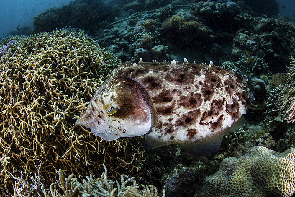 A broadclub cuttlefish (Sepia latimanus) lays eggs in a coral colony in Komodo National Park, Indonesia.