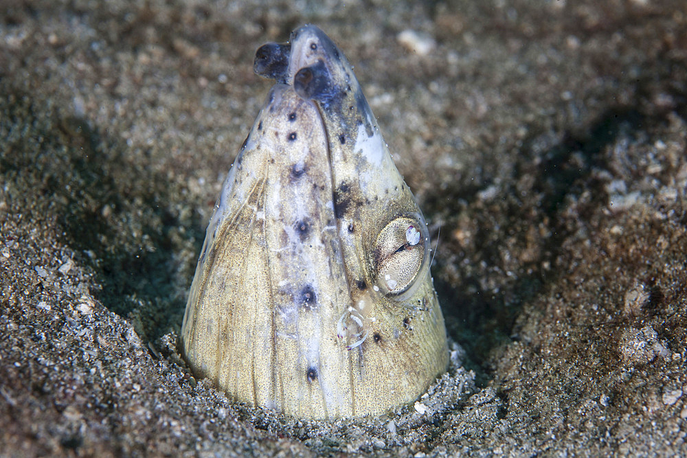 A tiny cleaner shrimp removes parasites from a Black-finned snake eel (Ophichthus cephalozona) on a sandy seafloor in Indonesia. This tropical region, within the Coral Triangle, is home to an incredible variety of marine life.