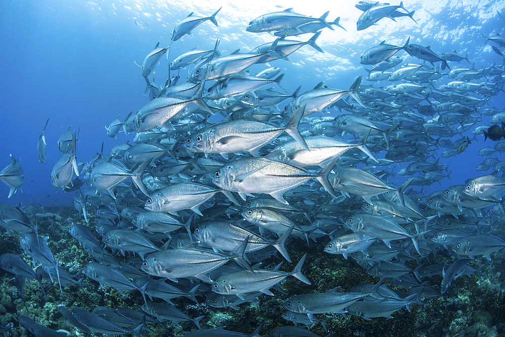 A school of Bigeye Jacks (Caranx sexfasciatus) swimming over a reef in the Solomon Islands.