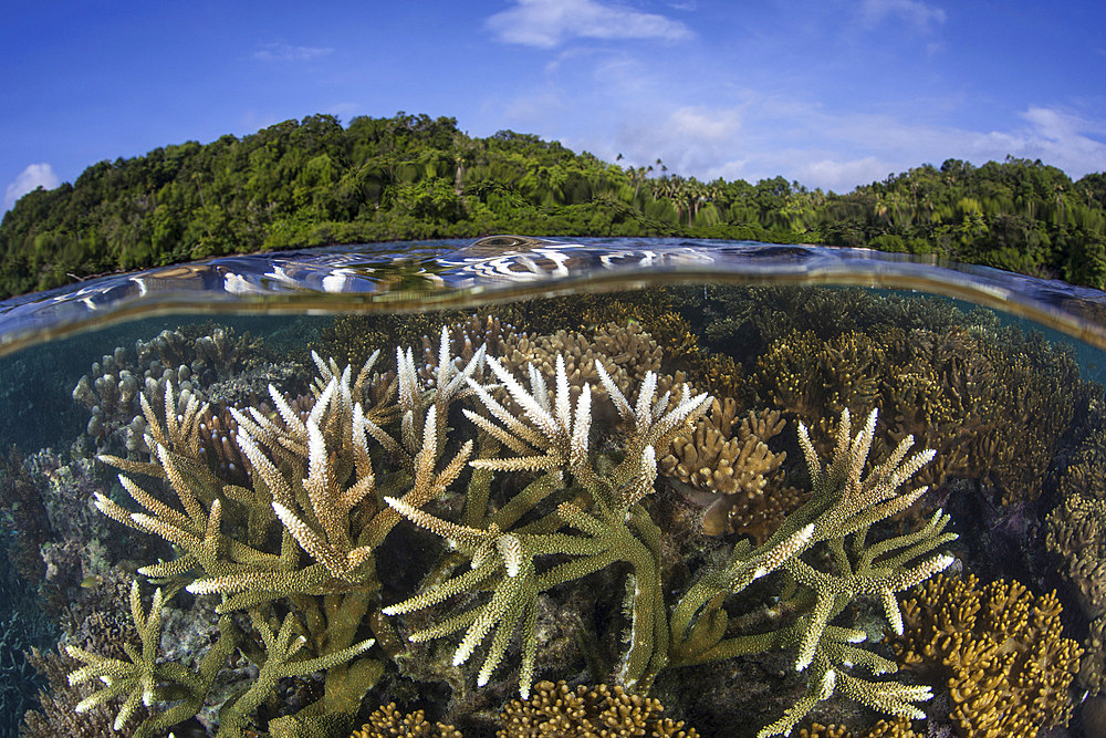 A slightly bleached staghorn coral colony grows in shallow water in the Solomon Islands. This Melanesian region is known for its spectacular marine biodiversity.