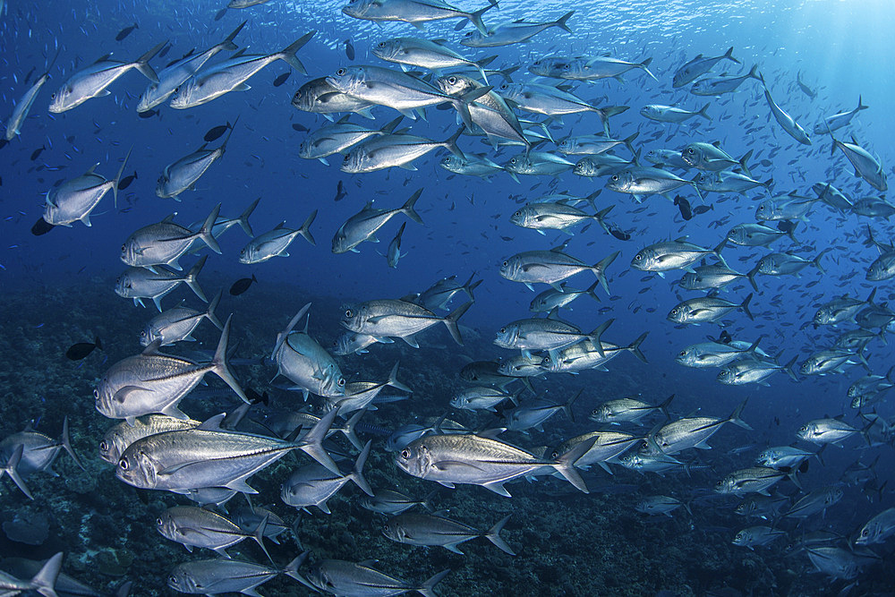 A school of big-eye jacks (Caranx sexfasciatus) above a coral reef in the Solomon Islands. This region is known for its healthy fish populations.