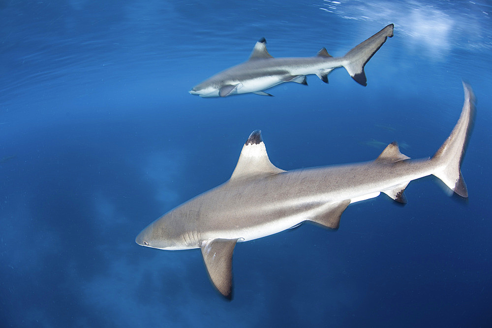 Blacktip reef sharks swim just under the surface in the Solomon Islands. This beautiful Melanesian region is known for its spectacular reefs and high marine biodiversity.