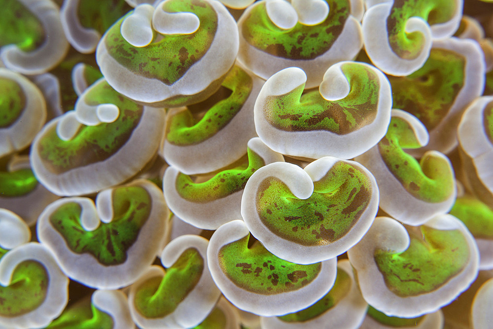 Detail of anchor coral tentacles (Euphyllia sp.) growing on a reef in Indonesia. This area is known for its high marine biodiversity.