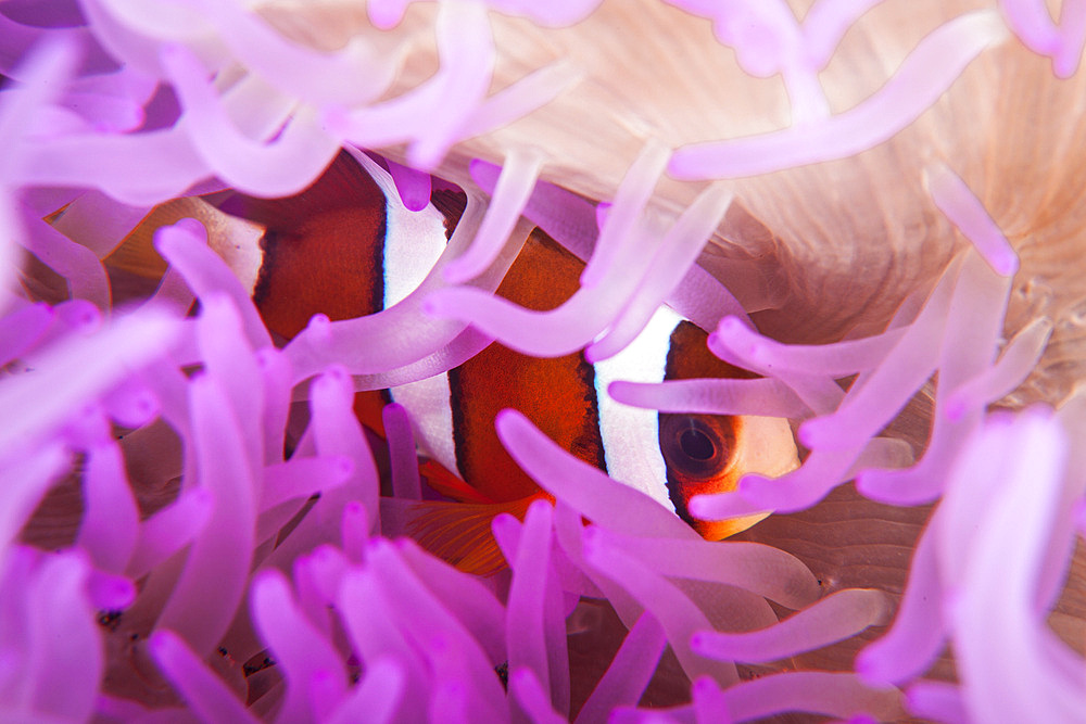 A Clark's anemonefish (Amphiprion clarkii) snuggles amongst its host's tentacles on a reef in Lembeh Strait, Indonesia.