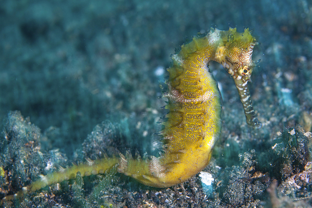 A thorny seahorse (Hippocampus histrix) uses effective camouflage to blend into its surroundings on the seafloor of Lembeh Strait, Indonesia.