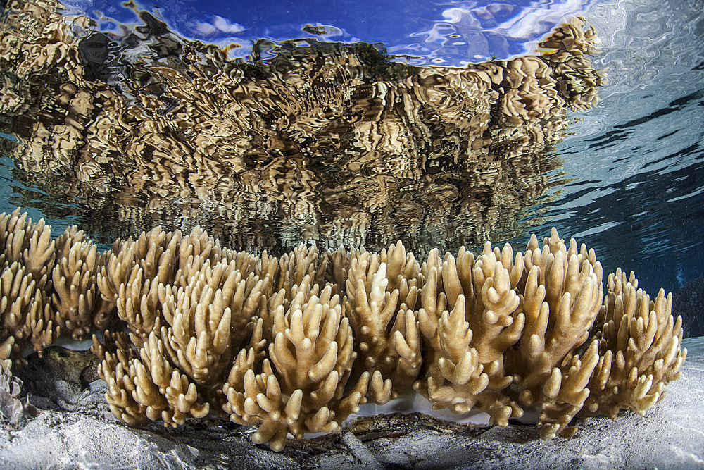 Soft leather corals grow in the shallow waters in the Solomon Islands, Melanesia. This region, in the eastern part of the Coral Triangle, harbors spectacular marine biodiversity and is known for its beautiful reefs.